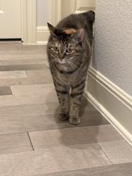 Lost Female Cat last seen Dessert shade Bend and Osage street, Leander, TX 78641