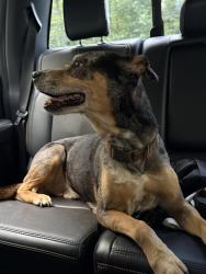 Reunited Male Dog last seen Turnpike Rd between Brickyard and Holly Springs, Etowah, NC 28742