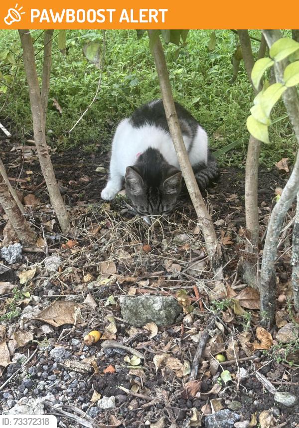 Found/Stray Female Cat last seen Aventura Harbor apmts, North Miami Beach, FL 33179