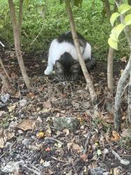 Found/Stray Female Cat last seen Aventura Harbor apmts, North Miami Beach, FL 33179