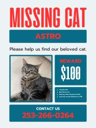 Reunited Male Cat last seen Kirkland Ave NE, Renton WA, Renton, WA 98056