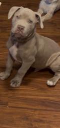 Lost Male Dog last seen Sunrise blvd, Citrus Heights, CA 95610