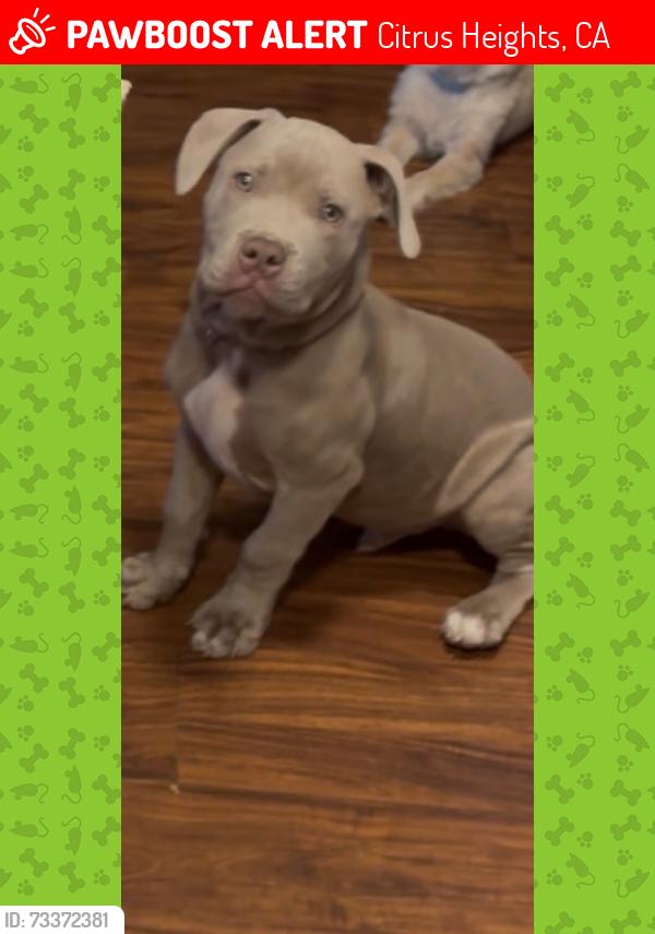 Lost Male Dog last seen Sunrise blvd, Citrus Heights, CA 95610