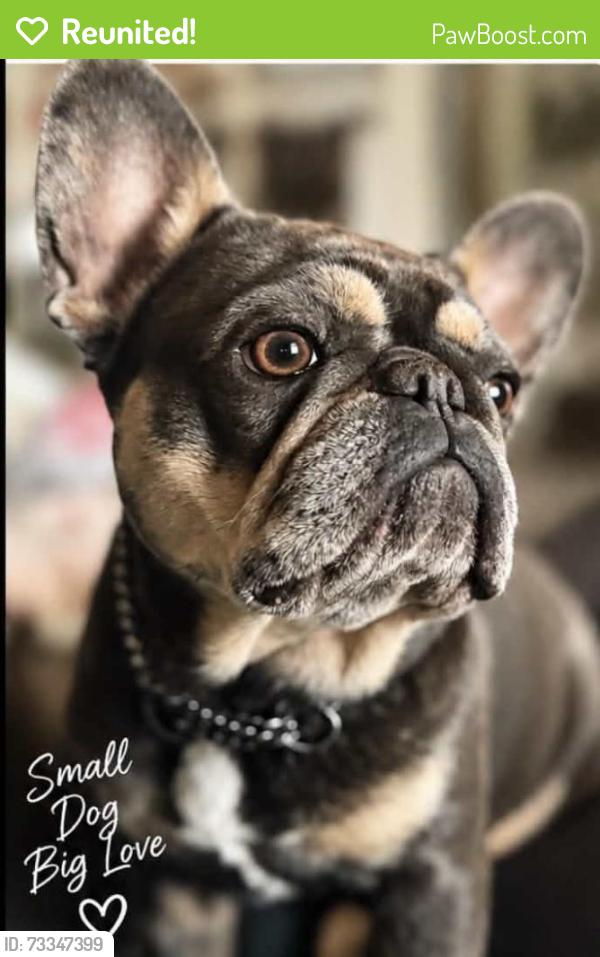 Reunited Female Dog last seen CalcStone and Platinum in killwwn, Killeen, TX 76542