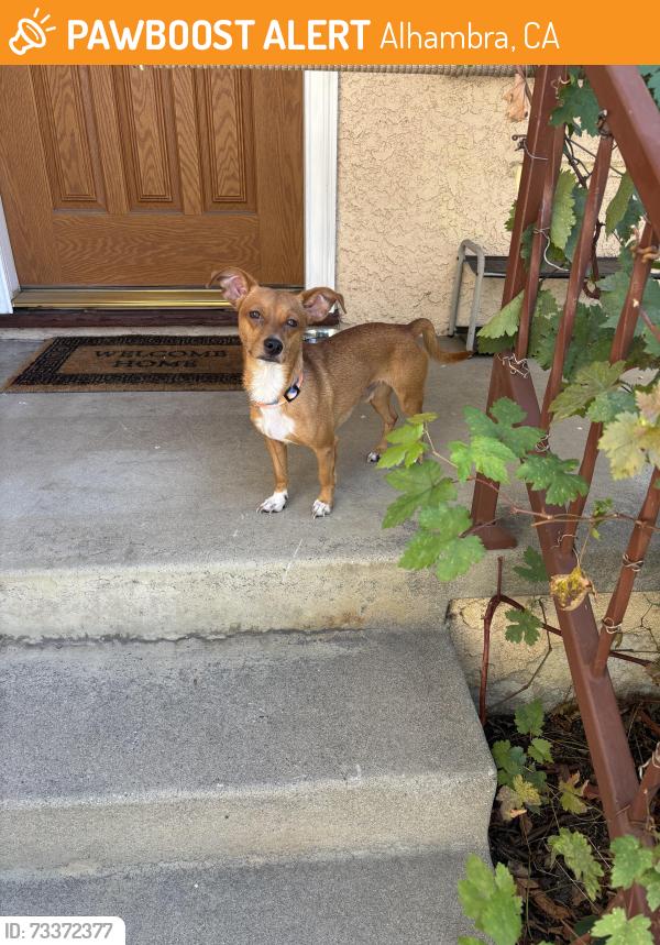 Found/Stray Male Dog last seen Granada Park, Alhambra, CA 91801