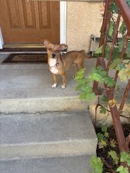 Found/Stray Male Dog last seen Granada Park, Alhambra, CA 91801