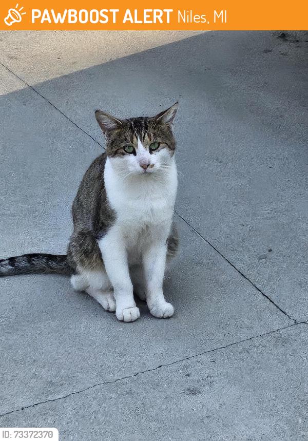 Found/Stray Unknown Cat last seen 16th close to Dairy Queen, Niles, MI 49120