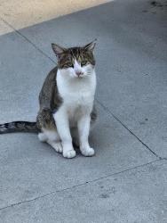Found/Stray Unknown Cat last seen 16th close to Dairy Queen, Niles, MI 49120