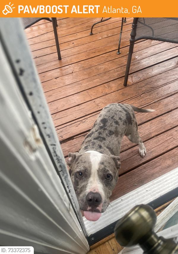 Found/Stray Female Dog last seen Marta bus stop, Atlanta, GA 30312