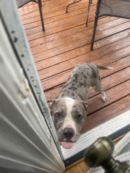 Found/Stray Female Dog last seen Marta bus stop, Atlanta, GA 30312