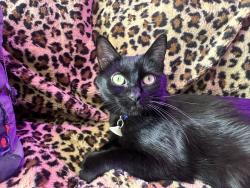 Lost Female Cat last seen Hennepin & 31st, Minneapolis, MN 55408