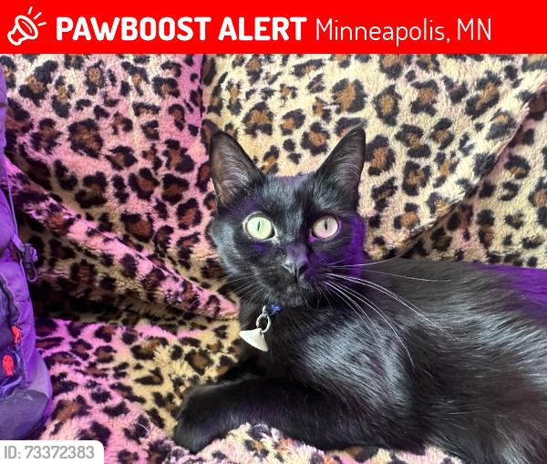 Lost Female Cat last seen Hennepin & 31st, Minneapolis, MN 55408