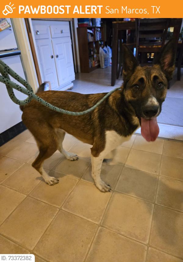 Found/Stray Female Dog last seen Schulle and Holland, San Marcos, TX 78666
