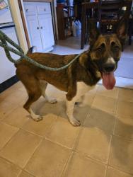 Found/Stray Female Dog last seen Schulle and Holland, San Marcos, TX 78666
