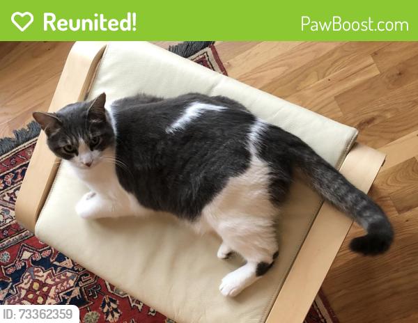 Reunited Male Cat last seen Saint Roman, Vienna, VA 22182