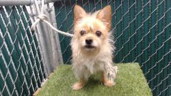 Shelter Stray Male Dog last seen , 11258 Garfield Ave, Downey, CA 90242, USA