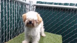 Shelter Stray Female Dog last seen , 11258 Garfield Ave, Downey, CA 90242, USA