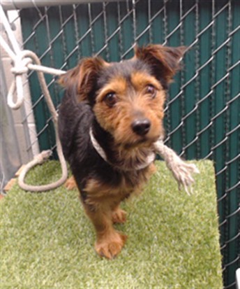 Shelter Stray Male Dog last seen , 11258 Garfield Ave, Downey, CA 90242, USA
