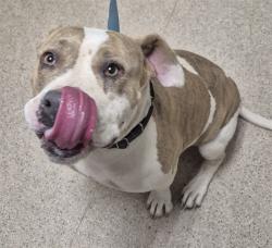 Shelter Stray Female Dog last seen Near BLOCK TORREY DR, BAKERSFIELD CA 93312, 3951 Fruitvale Ave, Bakersfield, CA 93308, USA