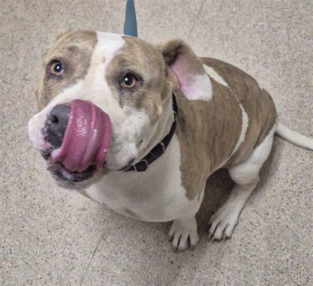 Shelter Stray Female Dog last seen Near BLOCK TORREY DR, BAKERSFIELD CA 93312, 3951 Fruitvale Ave, Bakersfield, CA 93308, USA
