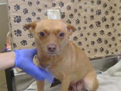 Shelter Stray Female Dog last seen MARCONI AVE/ROOT AVE, 95608, 3839 Bradshaw Rd, Sacramento, CA 95827, USA