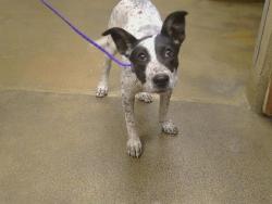 Shelter Stray Female Dog last seen MORSE AVE/AUBURN BLVD, 95821, 3839 Bradshaw Rd, Sacramento, CA 95827, USA