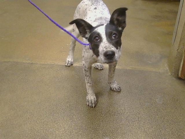 Shelter Stray Female Dog last seen MORSE AVE/AUBURN BLVD, 95821, 3839 Bradshaw Rd, Sacramento, CA 95827, USA
