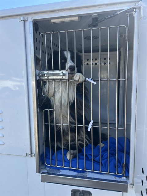 Shelter Stray Male Dog last seen HOBDAY RD/ALTAMESA RD,95693, 3839 Bradshaw Rd, Sacramento, CA 95827, USA