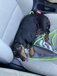 Reunited Female Dog last seen Ashworth St and Clark Ave, Lakewood, CA 90713