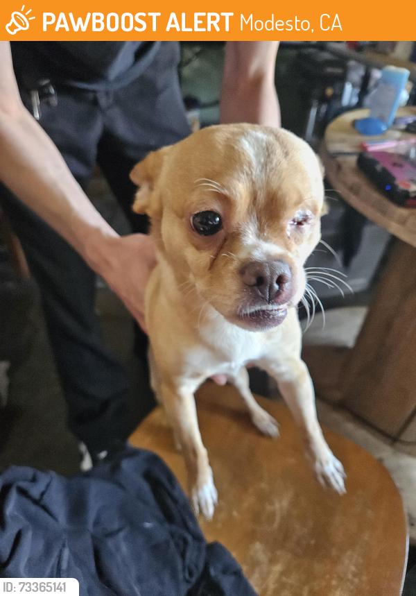 Found/Stray Male Dog last seen North Riverside drive and Miller ave., Modesto, CA 95354