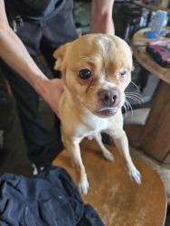Found/Stray Male Dog last seen North Riverside drive and Miller ave., Modesto, CA 95354