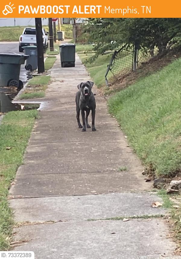 Found/Stray Unknown Dog last seen Overton Park, Memphis, TN 38104