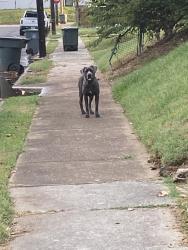 Found/Stray Unknown Dog last seen Overton Park, Memphis, TN 38104