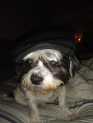 Reunited Male Dog last seen 76th and 58th, Vero Beach, FL 32968