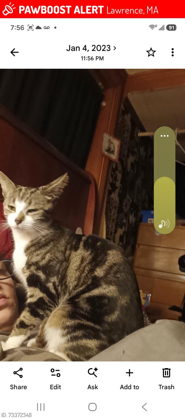 Lost Female Cat last seen Cypress ave., Lawrence, MA 01841