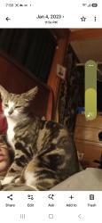 Lost Female Cat last seen Cypress ave., Lawrence, MA 01841