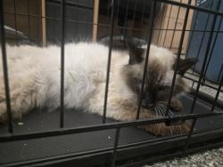 Shelter Stray Female Cat last seen Near BLOCK N FOOTE AVE, COLORADO SPRINGS CO 80909, 610 Abbot Ln, Colorado Springs, CO 80905, USA