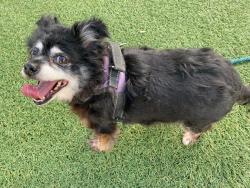 Shelter Stray Female Dog last seen , 2769 Conroy Rd, Orlando, FL 32839, USA