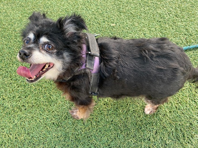 Shelter Stray Female Dog last seen , 2769 Conroy Rd, Orlando, FL 32839, USA
