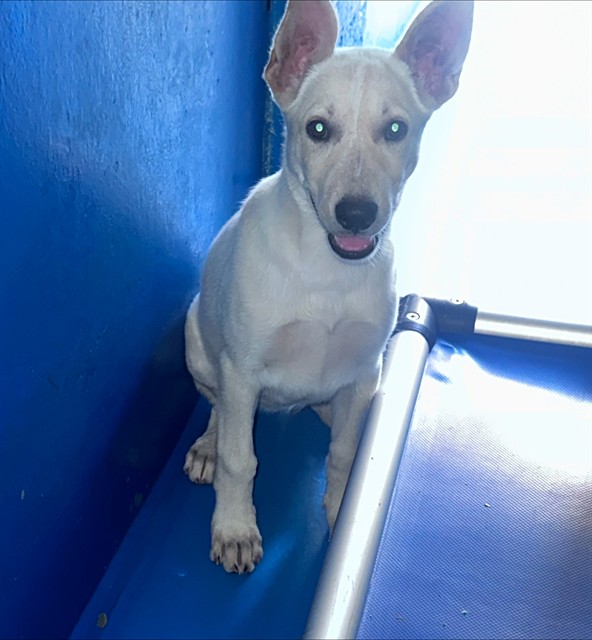 Shelter Stray Female Dog last seen Near BLK HARRIS RD, BAKERSFIELD, CA, 201 S Mt Vernon Ave, Bakersfield, CA 93307, USA