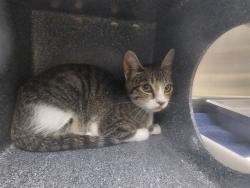 Shelter Stray Unknown Cat last seen Near BLOCK WEST ST, PUEBLO CO 81003, 4600 Eagleridge Pl, Pueblo, CO 81008, USA