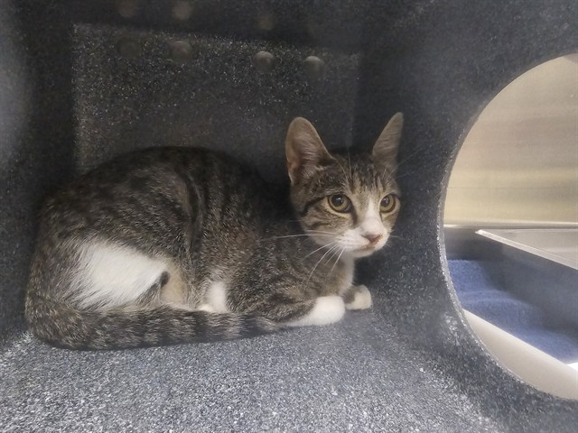 Shelter Stray Unknown Cat last seen Near BLOCK WEST ST, PUEBLO CO 81003, 4600 Eagleridge Pl, Pueblo, CO 81008, USA