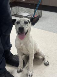 Shelter Stray Male Dog last seen , 14409 Vanowen St, Van Nuys, CA 91405, USA