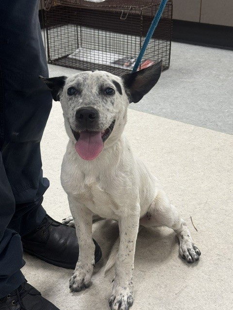Shelter Stray Male Dog last seen , 14409 Vanowen St, Van Nuys, CA 91405, USA