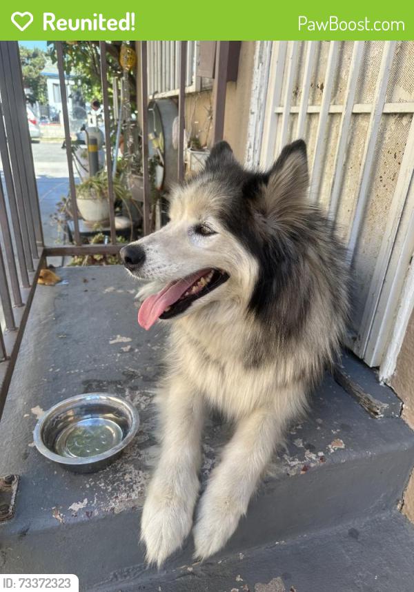 Reunited Unknown Dog last seen Near San Luis Ave, South Gate, CA 90280, USA, South Gate, CA 90280