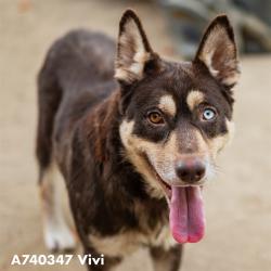 Shelter Stray Female Dog last seen US 50 EB AT 16TH ST, 2127 Front St, Sacramento, CA 95818, USA