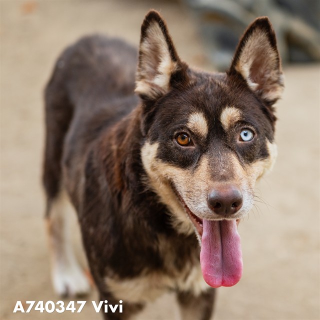 Shelter Stray Female Dog last seen US 50 EB AT 16TH ST, 2127 Front St, Sacramento, CA 95818, USA