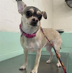 Shelter Stray Female Dog last seen RICHARDS BLVD & BERCUT DR, 2127 Front St, Sacramento, CA 95818, USA