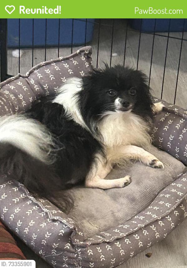 Reunited Male Dog last seen Near Terrell Mill Rd, Marietta, GA 30067