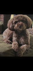 Lost Female Dog last seen Downtown Inman, Inman, SC 29349
